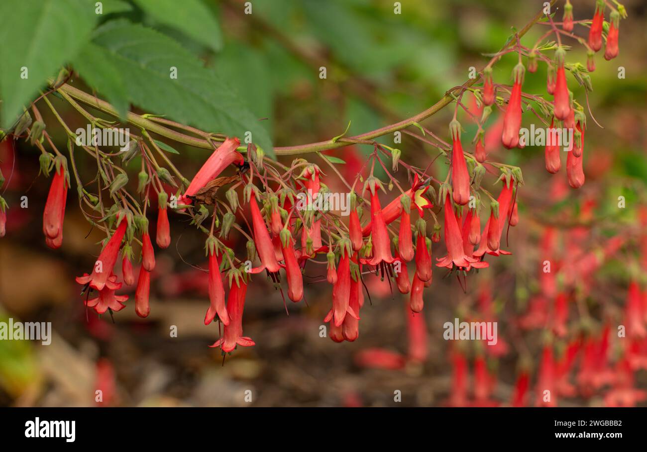 Capo fucsia, Phygelius capensis, in fiore; dal Sudafrica e dal Lesotho. Foto Stock