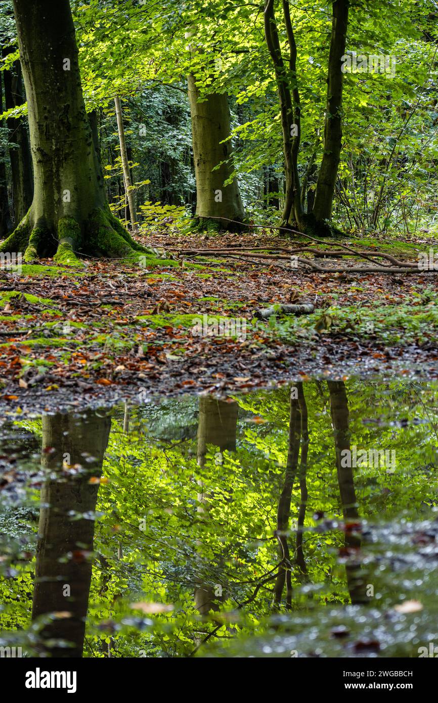 La foresta dopo una forte doccia di pioggia alla fine dell'estate. Gli alberi verdi sono splendidamente illuminati dal sole, riflessi anche in una pozza d'acqua Foto Stock