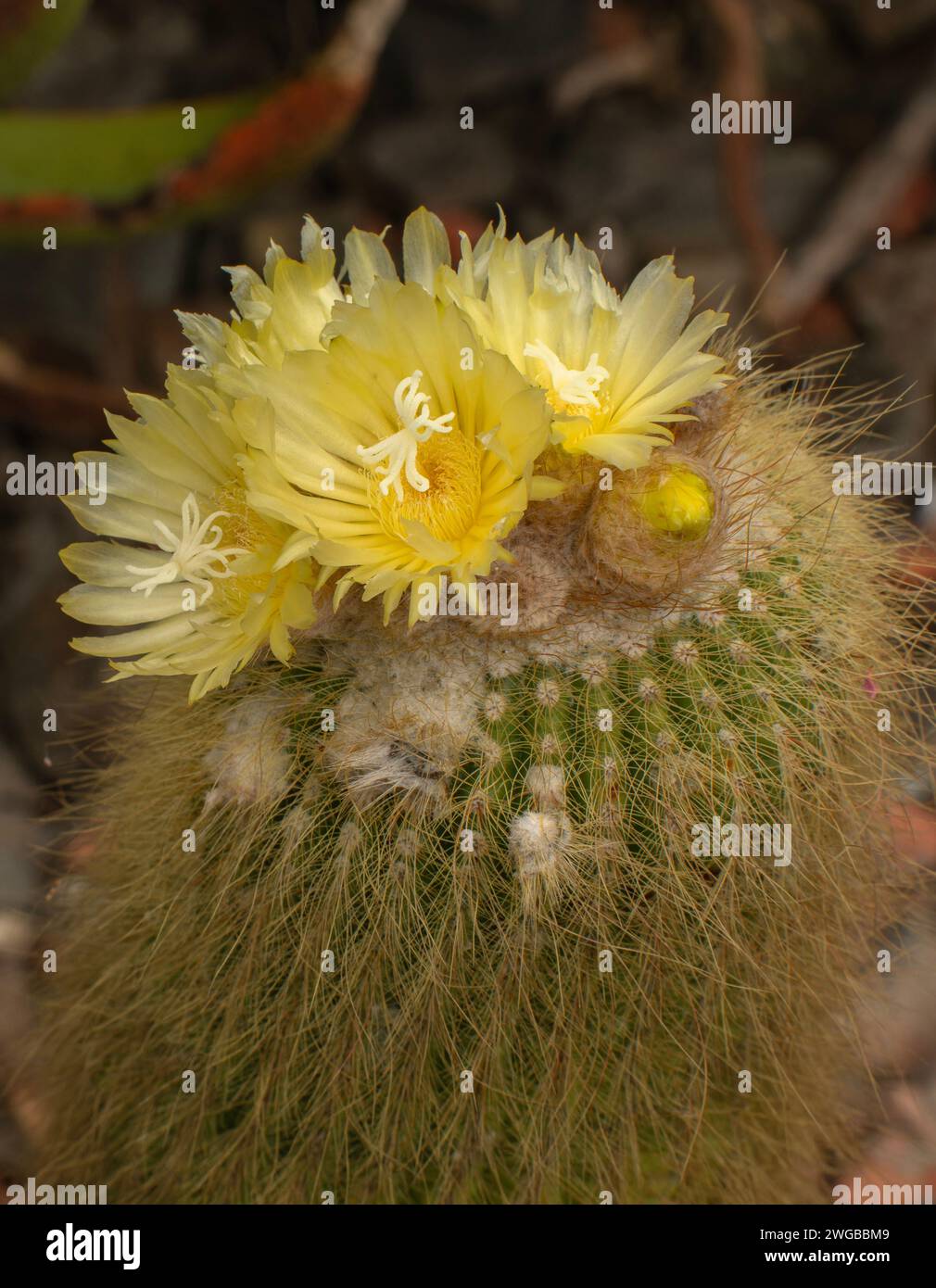 Cactus a palla di limone, Parodia leninghausii; in fiore, Brasile. Foto Stock