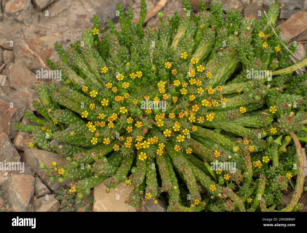 Testa di Medusa, Euphorbia flanaganii, in fiore; Sudafrica. Foto Stock
