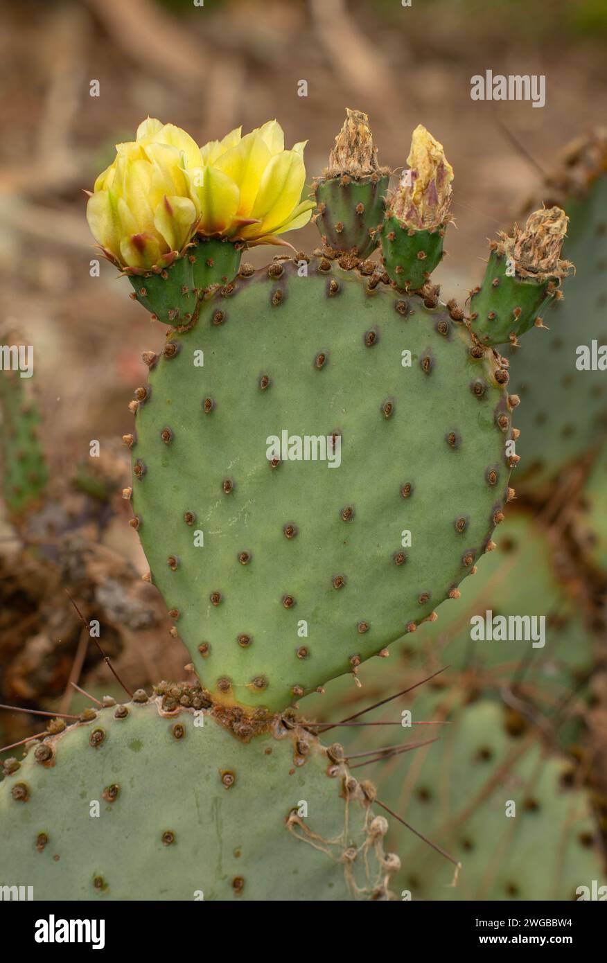 Fico d'India viola, Opuntia azurea, nel Big Bend National Park, Texas. Foto Stock