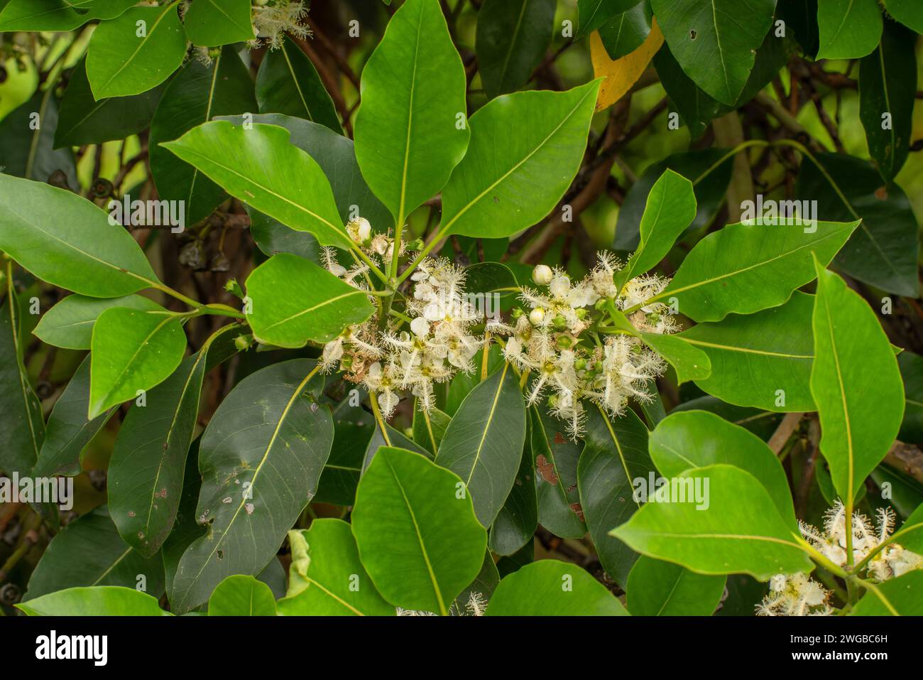 Queensland Box, Lophostemon confertus, in fiore nel Queensland. Foto Stock
