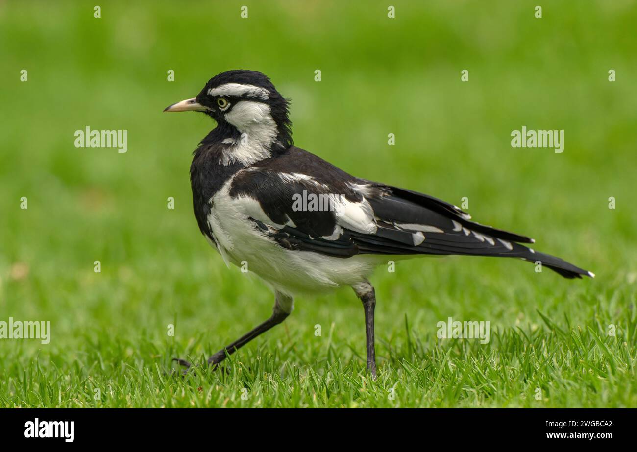 Magpie-lark, Grallina cyanoleuca, nutrirsi di prati falciati, Melbourne. Foto Stock