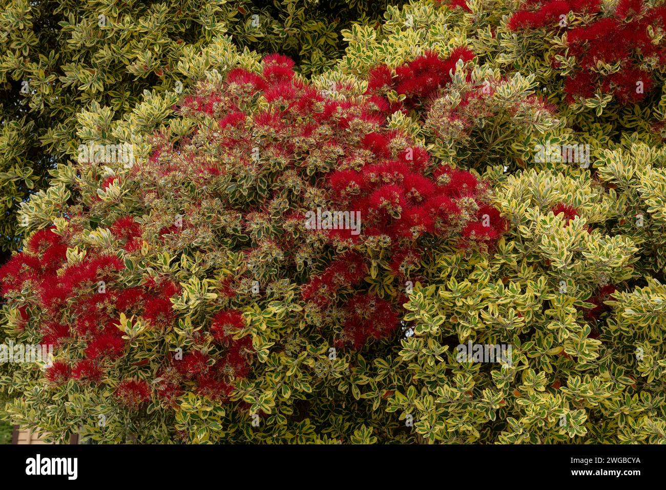 Bush natalizio neozelandese variegato, Metrosideros excelsa "variegata", Pohutukawa, Foto Stock
