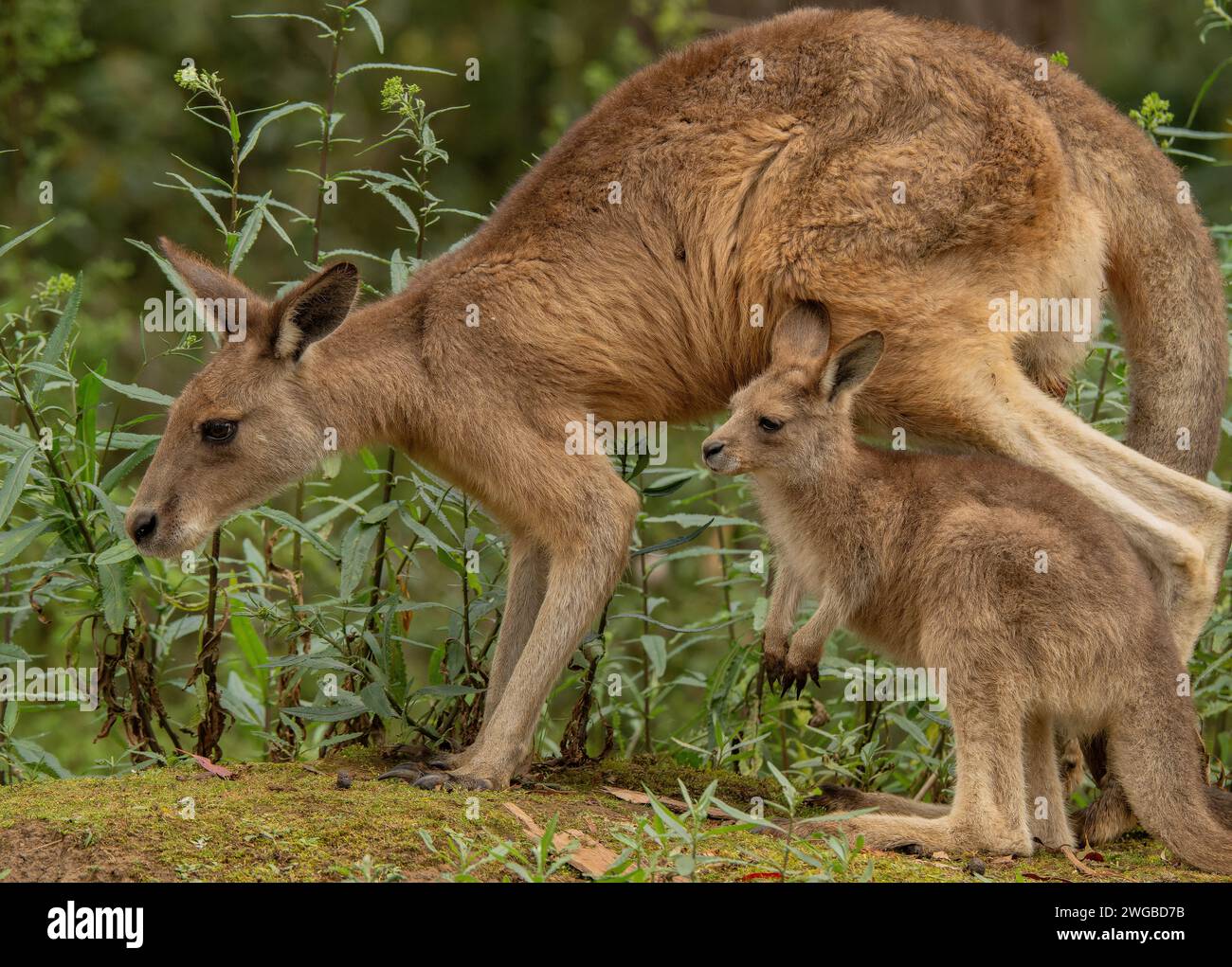 Forester kangaroo, Macropus giganteus tasmaniensis, madre e joey; endemico della Tasmania. Foto Stock