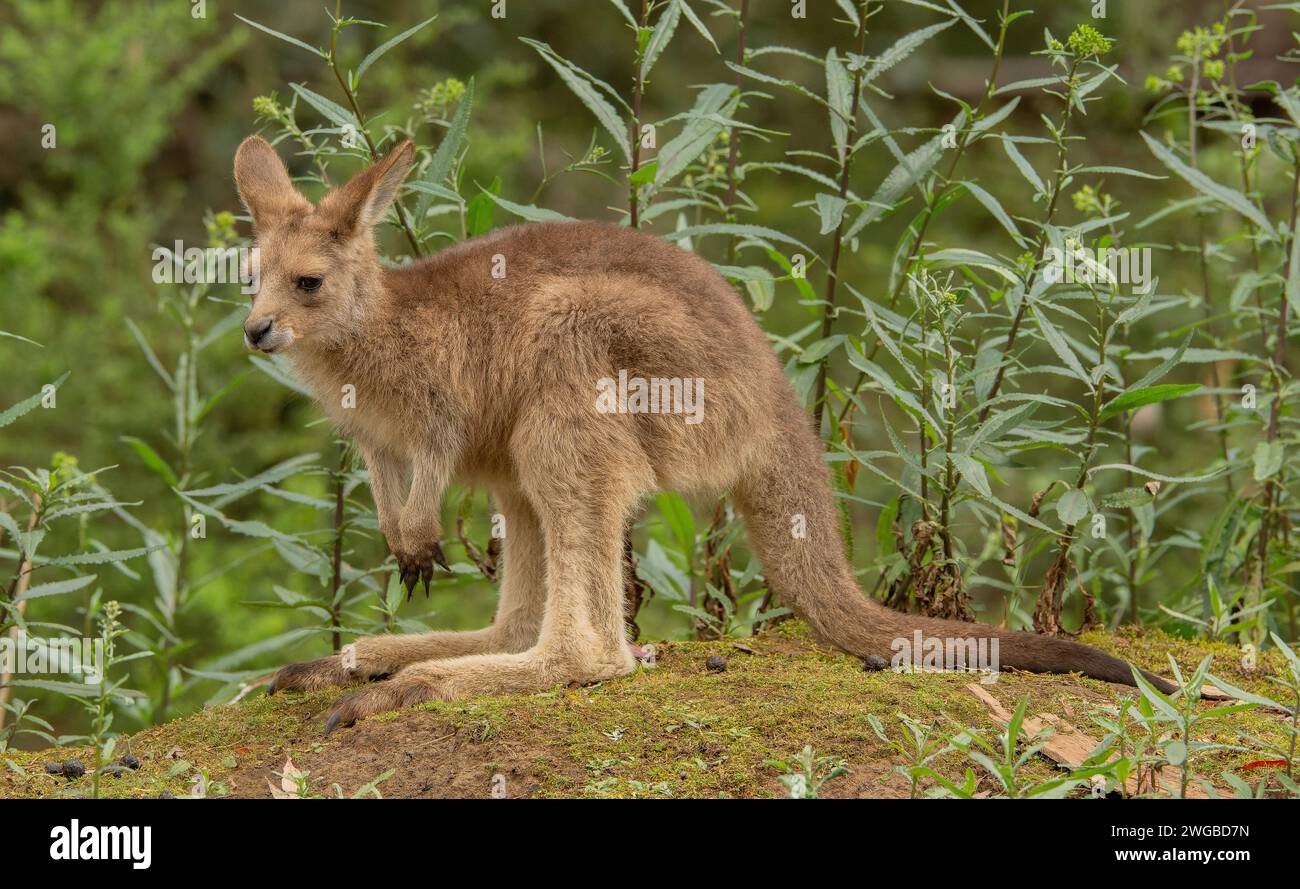 Giovane canguro di Forester, Macropus giganteus tasmaniensis, endemico della Tasmania. Foto Stock