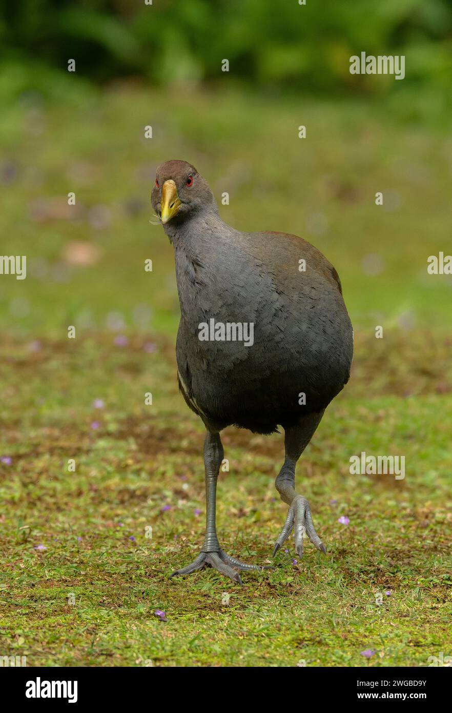 Nativehen della Tasmania, Tribonyx mortierii, che si nutrono di prati. Foto Stock