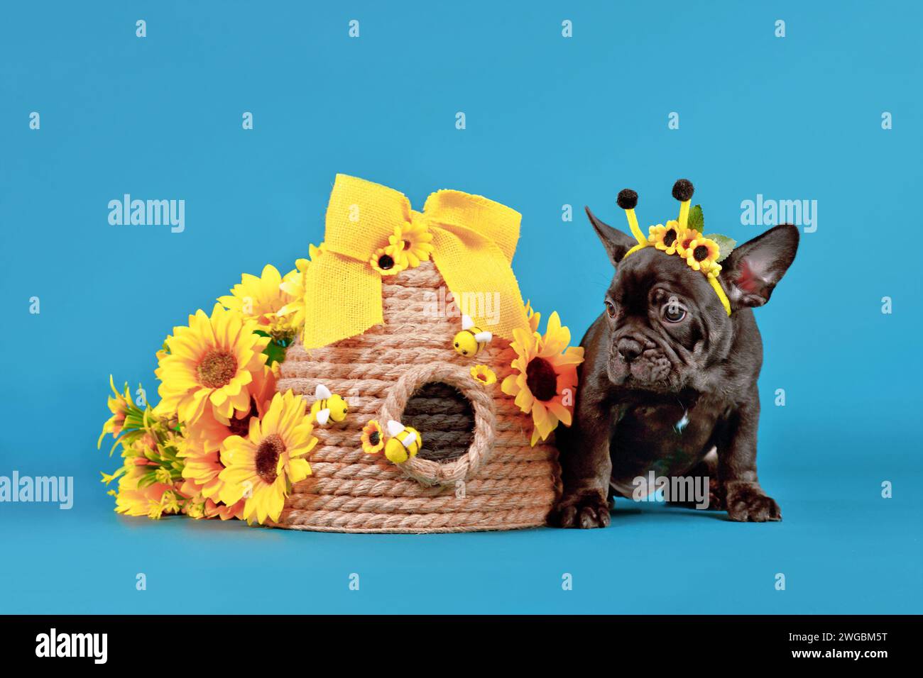 Simpatico cucciolo di cane Bulldog francese nero con corna in costume di api seduto accanto all'alveare e girasoli su sfondo blu Foto Stock