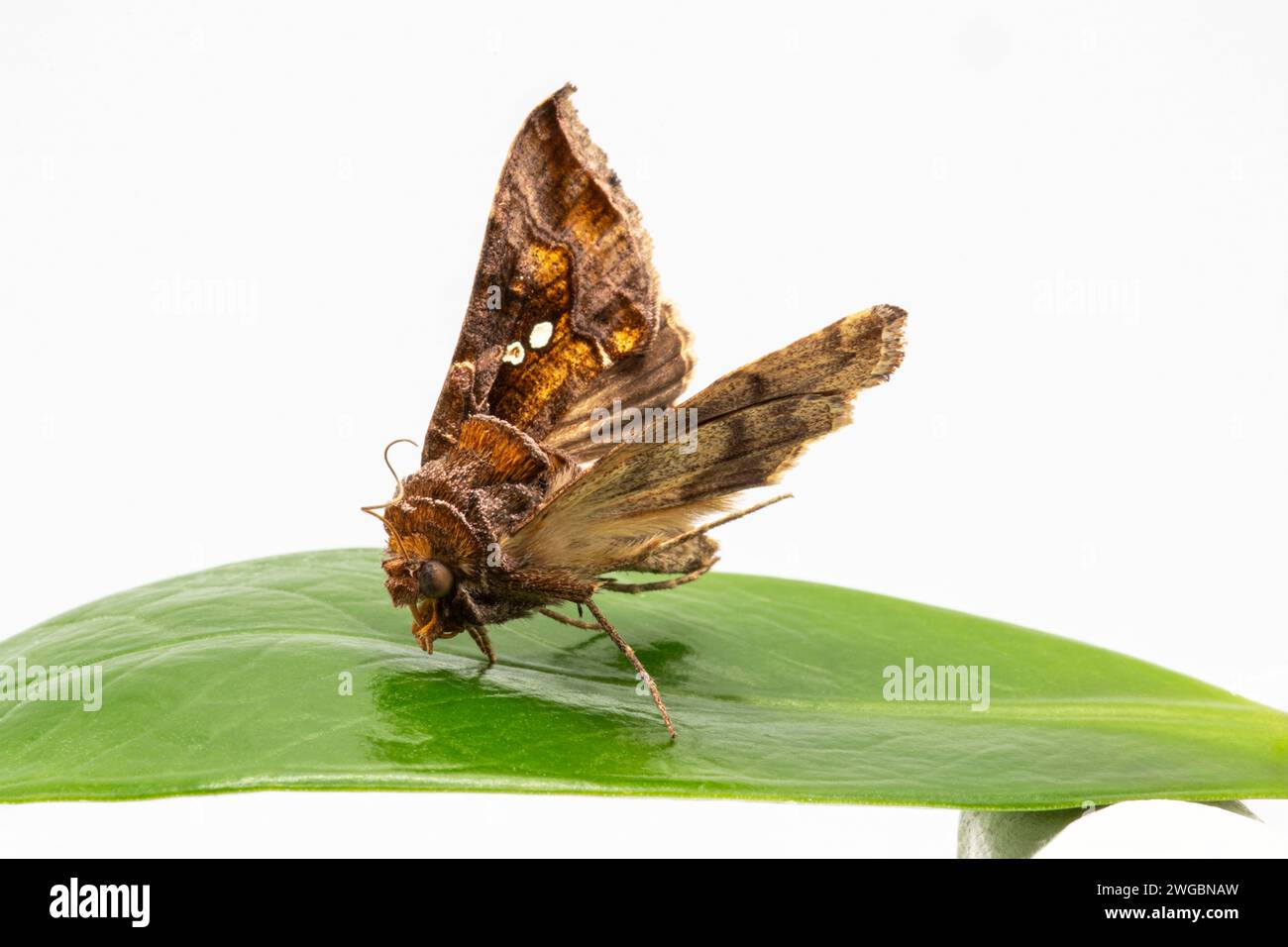 Primo piano di una falena su una foglia verde Foto Stock