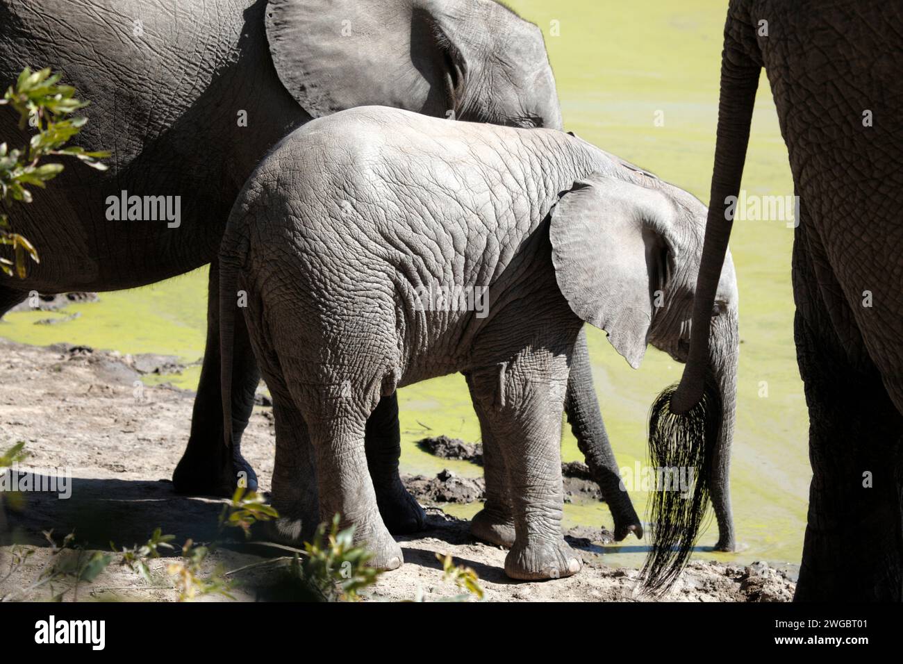 Primo piano di tre elefanti in piedi accanto a una sorgente, il Kruger National Park, Sudafrica Foto Stock