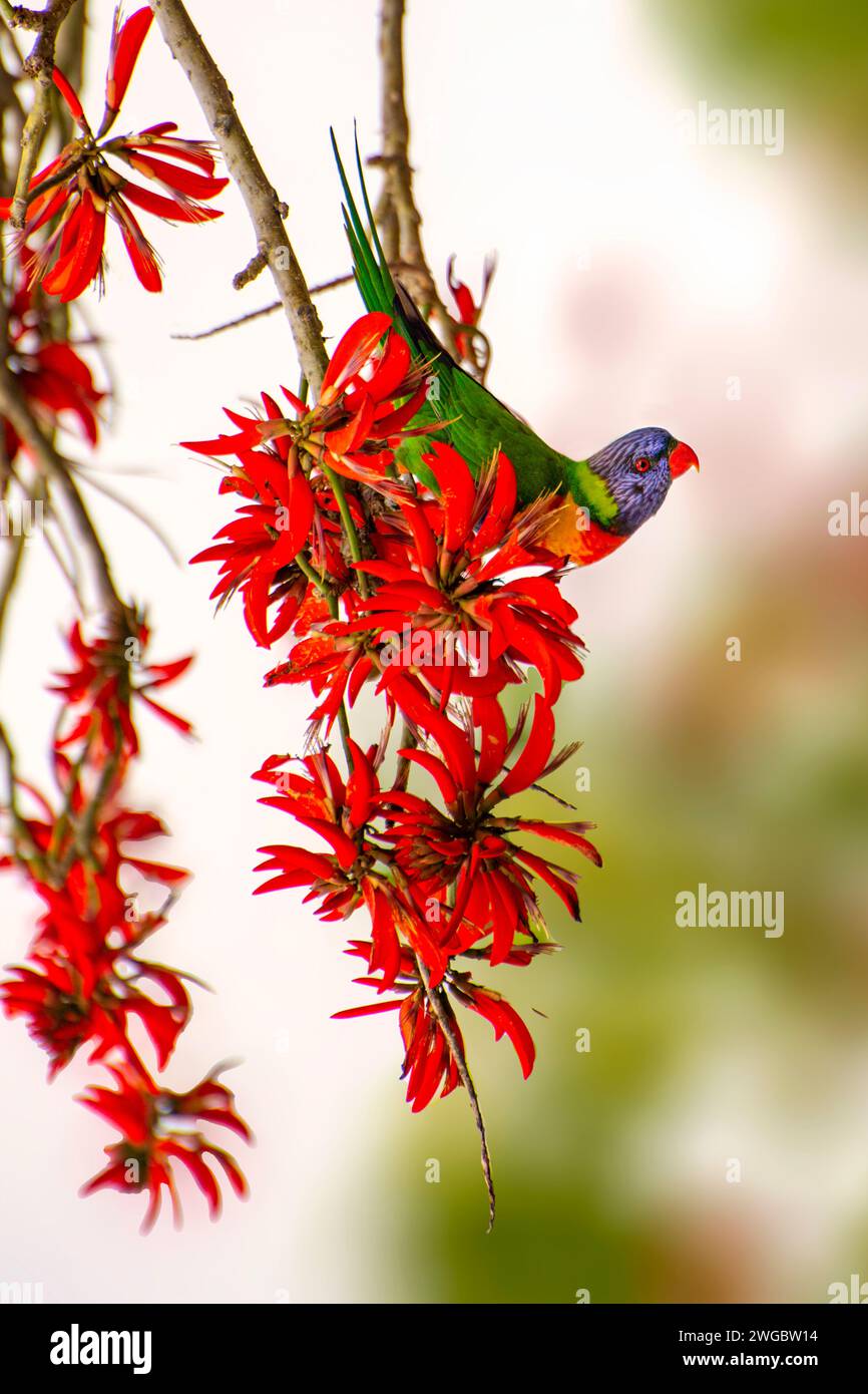 Primo piano di un Lorikeet arcobaleno (Trichoglossus haematodus) che si nutre dei fiori di un albero di corallo (Erythrina sykesii), Perth, Australia Occidentale, Australia Foto Stock