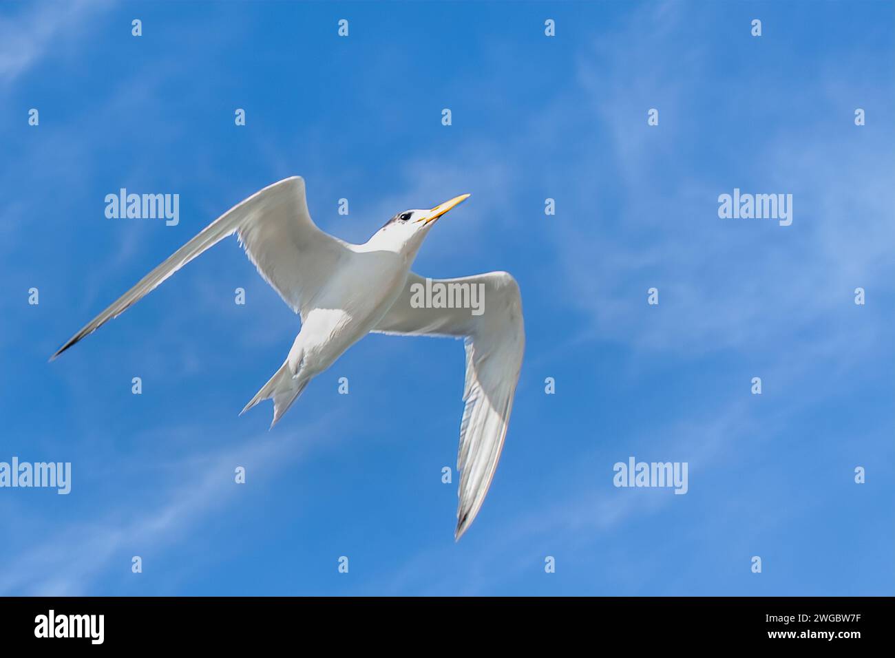 Vista ad angolo basso di un Tern fronte bianco (Sterna striata) in volo, Australia Foto Stock