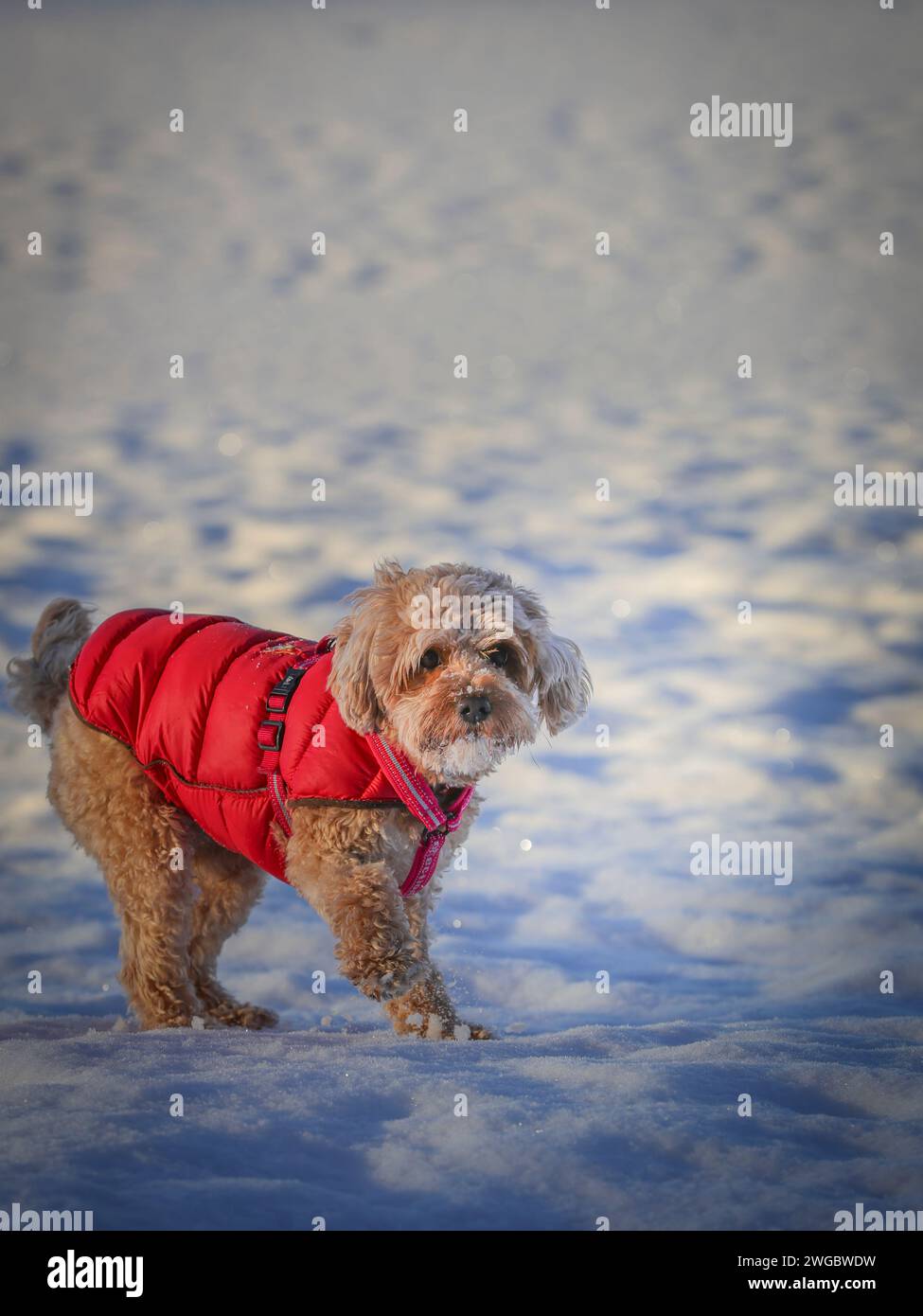 Un giovane cane Cavapoo che gioca sulla neve con una copertina rossa a Ludvika City, Svezia Foto Stock