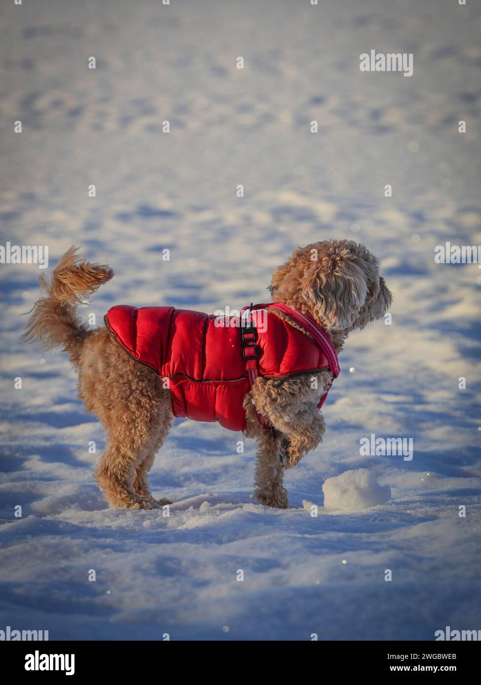 Un giovane cane Cavapoo che gioca sulla neve con una copertina rossa a Ludvika City, Svezia Foto Stock
