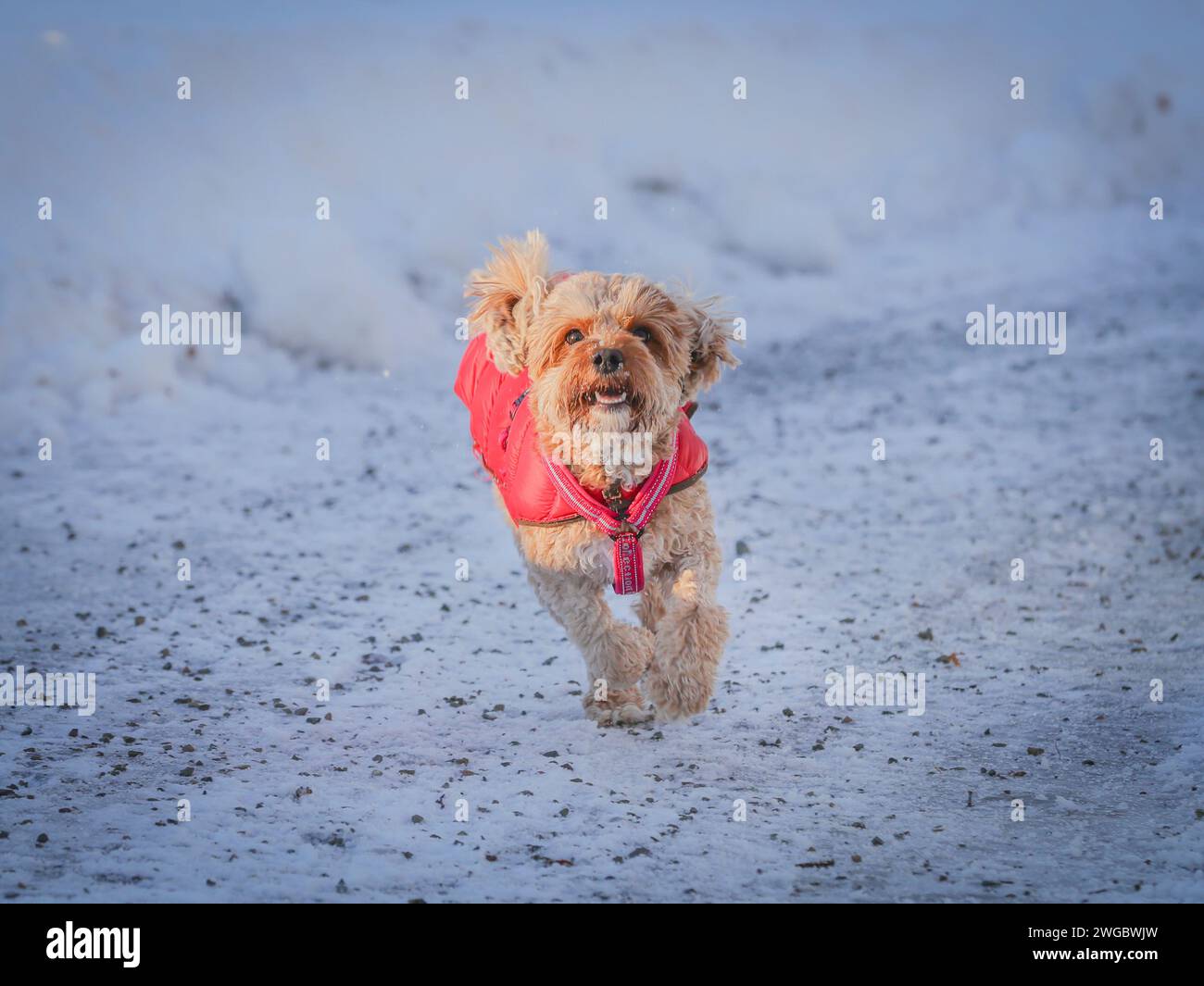 Un giovane cane Cavapoo che gioca sulla neve con una copertina rossa a Ludvika City, Svezia Foto Stock