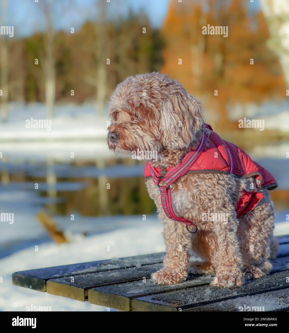 Un giovane cane Cavapoo che gioca sulla neve con una copertina rossa a Ludvika City, Svezia Foto Stock