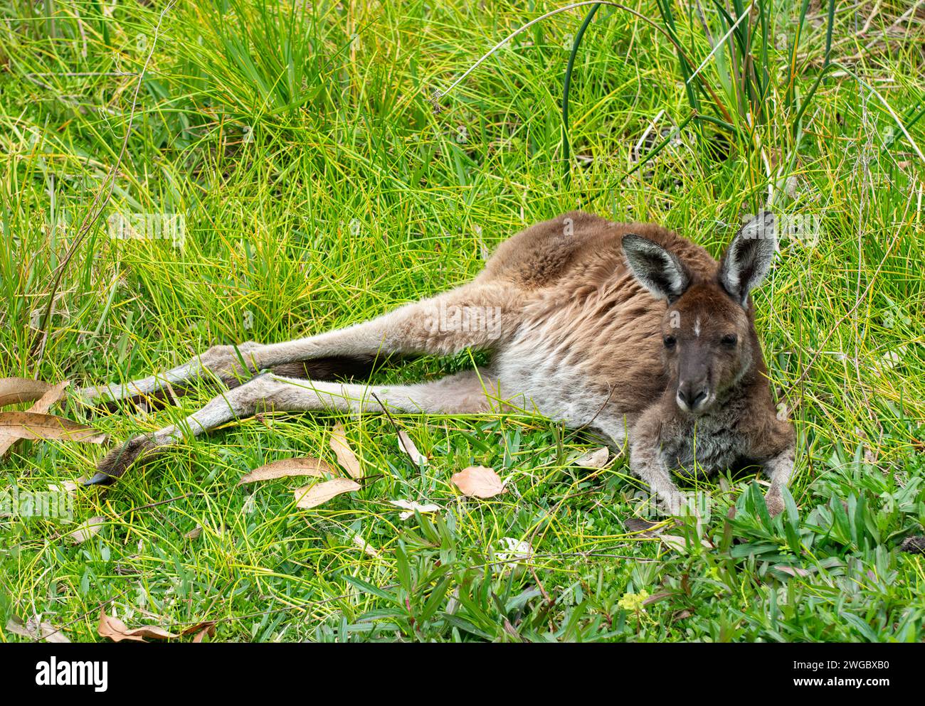 Canguro australiano giace in erba lunga, Australia Foto Stock