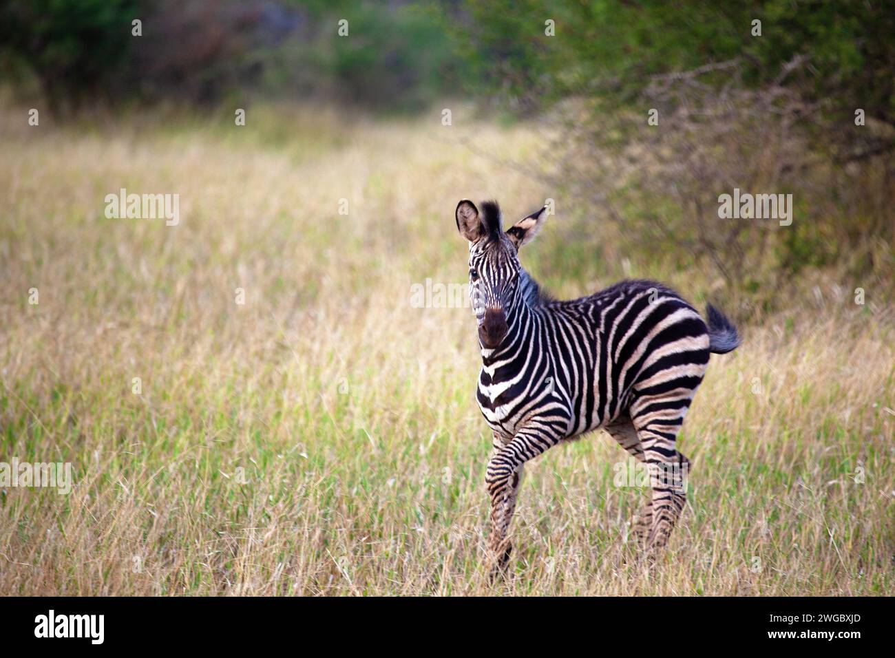Ritratto di un puledro Zebra nel Bush, Sud Africa Foto Stock