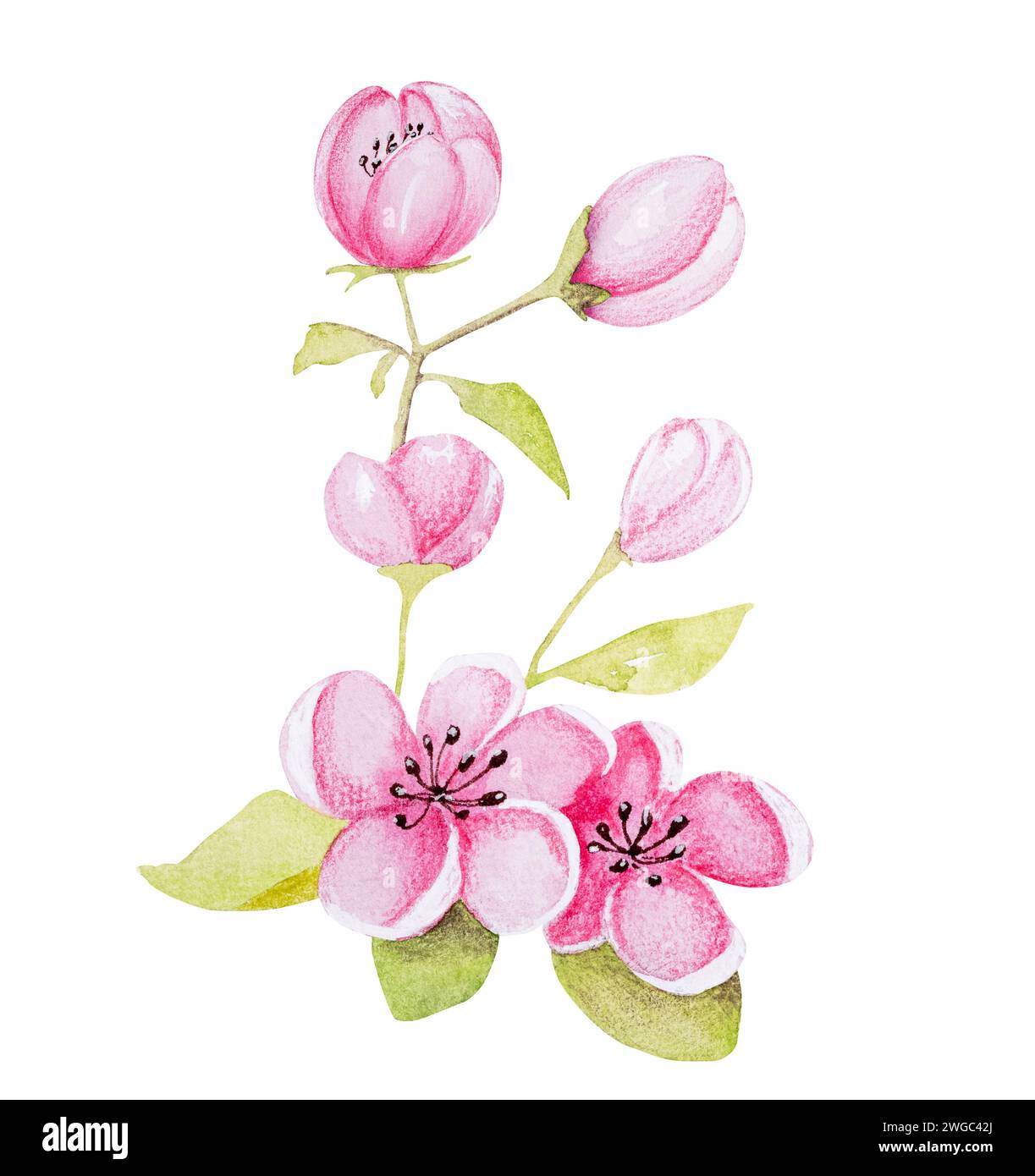 L'illustrazione acquerello disegnato a mano presenta un ramo di albicocca con fiori Foto Stock