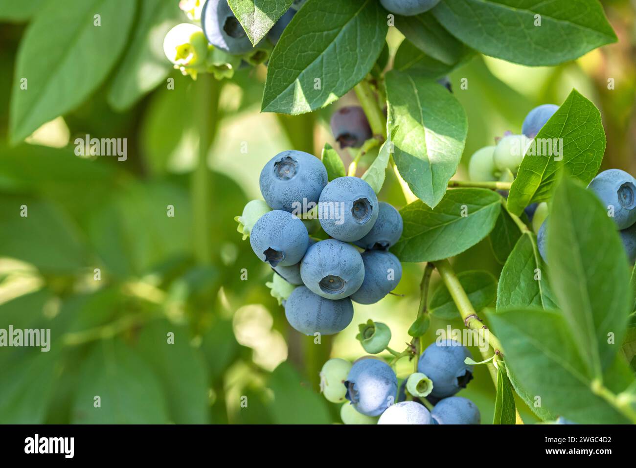 Mirtillo (Vaccinium corymbosum 'Patriot'), frutta sull'albero, pianta legnosa Foto Stock