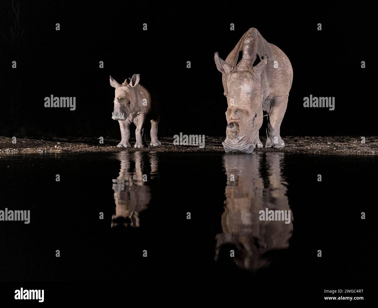 Africa, Sud Africa, due rinoceronti bianchi che bevono acqua di notte in una pozza d'acqua, rinoceronte bianco, (Ceratorium simum), scatto notturno Foto Stock