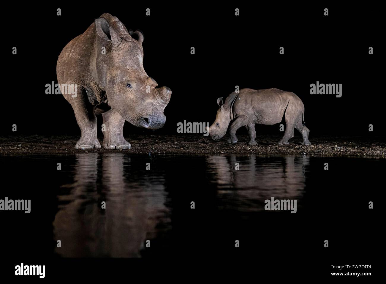 Africa, Sud Africa, due rinoceronti bianchi che bevono acqua di notte in una pozza d'acqua, rinoceronte bianco, (Ceratorium simum), scatto notturno Foto Stock