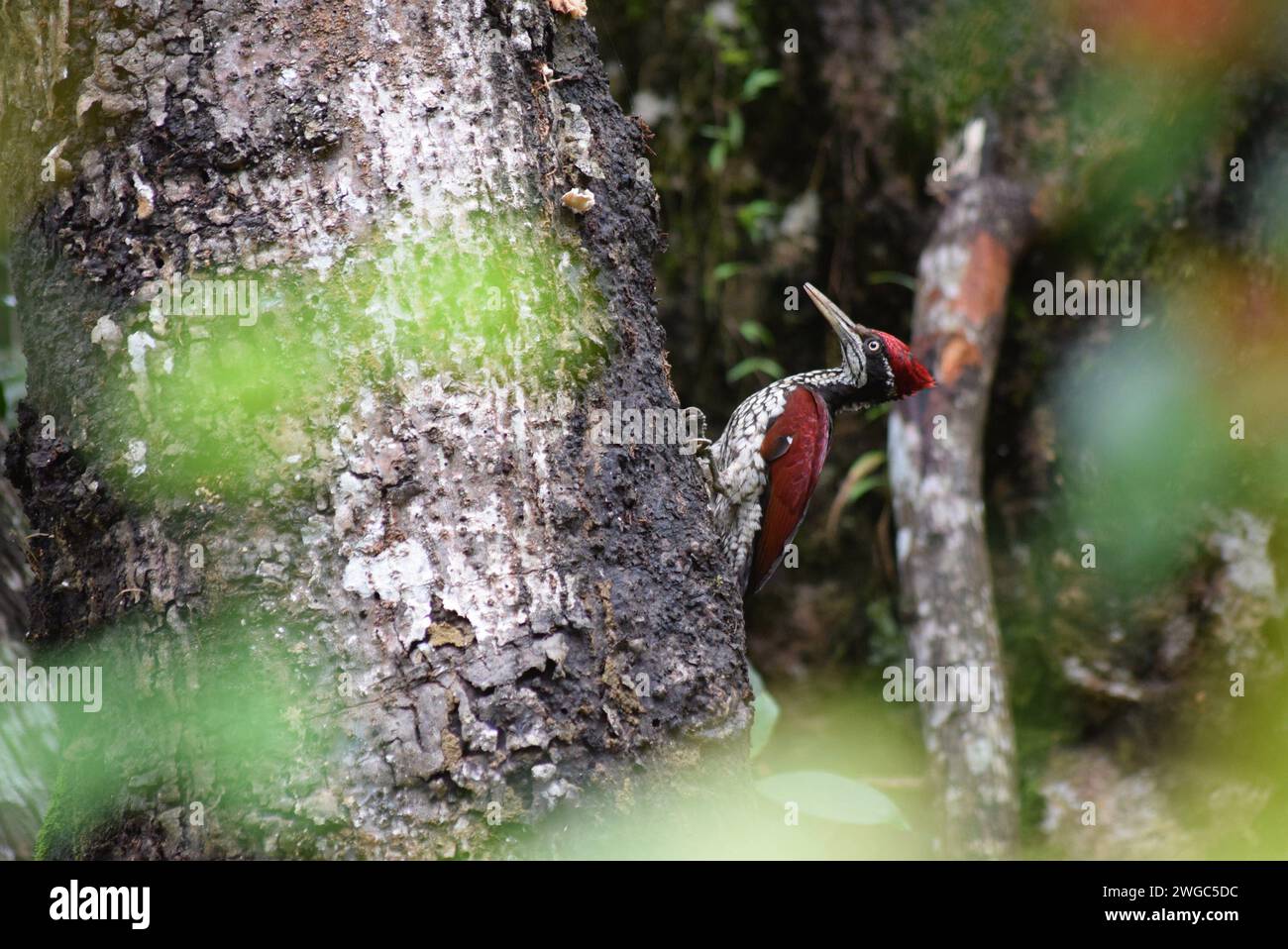Lo Sri Lanka è benedetto da una bellezza naturale mozzafiato, la bellezza della natura al mattino - Sri Lanka- Colombo Foto Stock