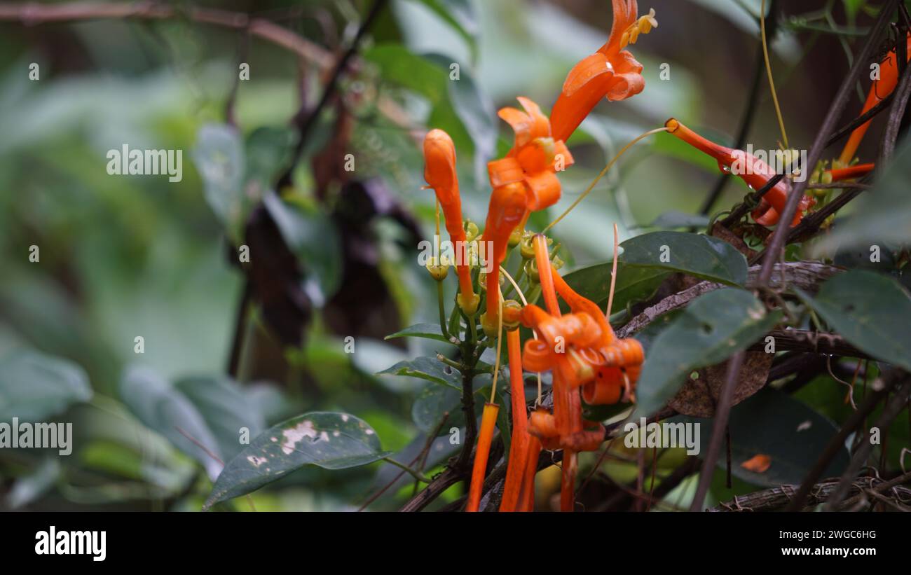Pyrostegia venusta (flamevina, tromba arancione, Bignonia tecomiflora). Medicina tradizionale brasiliana, questa pianta è usata come infusione o decotto Foto Stock