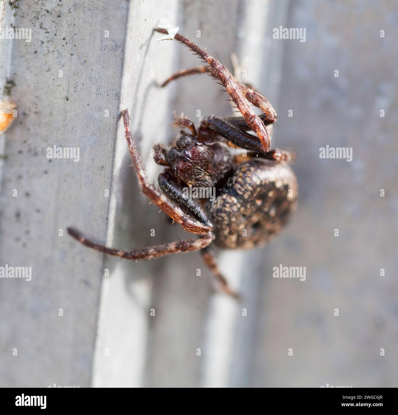 NUCTENEA UMBRATICA Noce ORB-weaver ragno Foto Stock