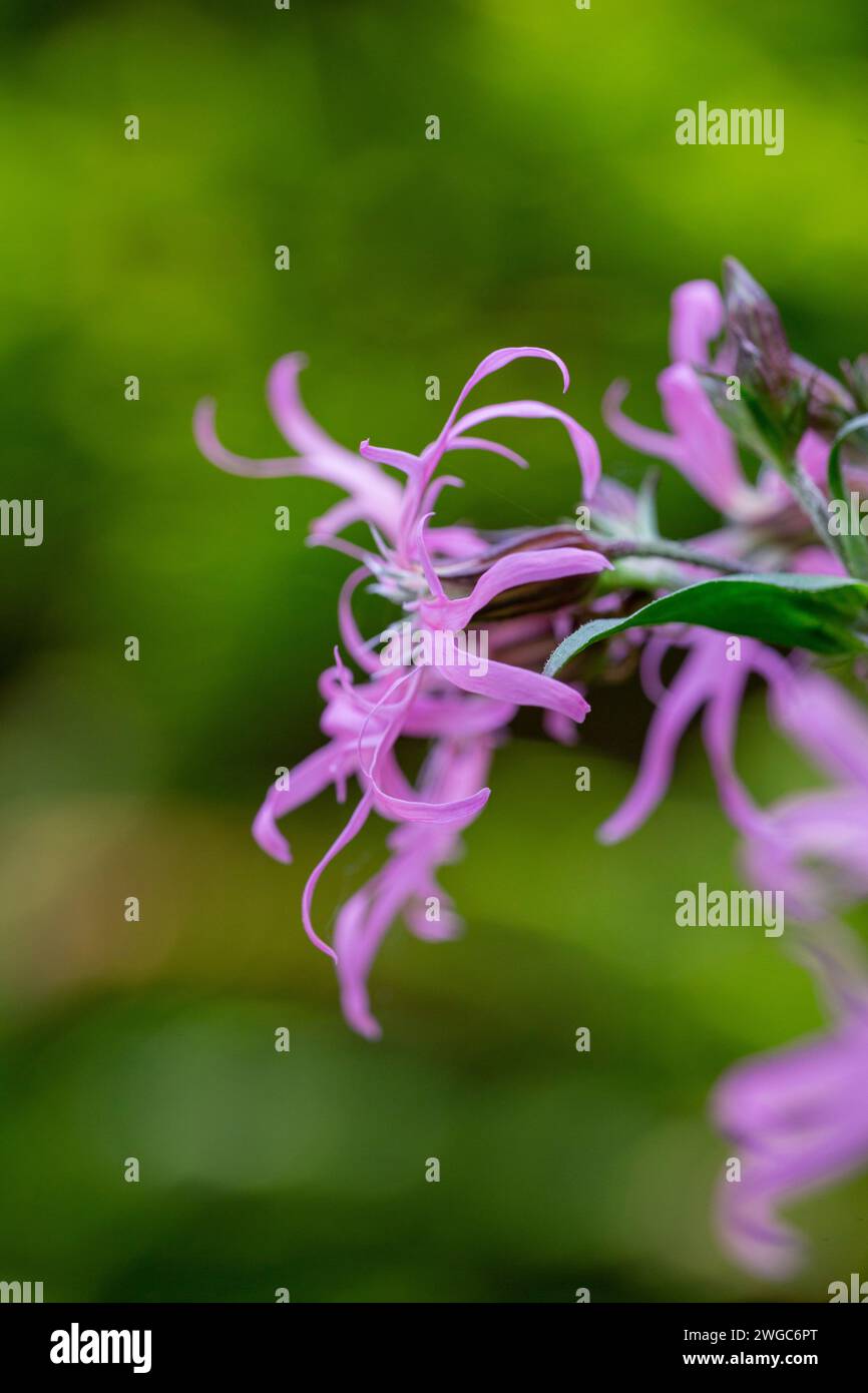 Dettaglio ravvicinato di un ammasso di fiori di Robin ragionato (Silene flos-cuculi) che cresce in un prato del Devon settentrionale. Foto Stock Dettaglio ravvicinato di un ammasso di fiori di Robin ragionato (Silene flos-cuculi) che cresce in un prato del Devon settentrionale. Foto Stock