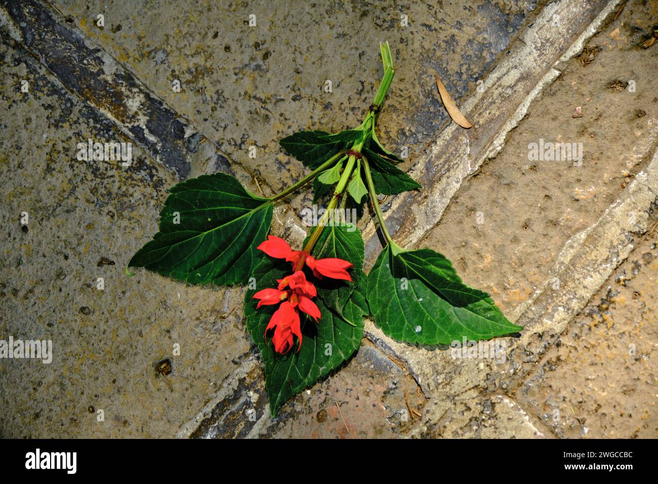 fiore in piedi per terra. Il fiore rosso raccolto giace per terra. simbolo della solitudine Foto Stock