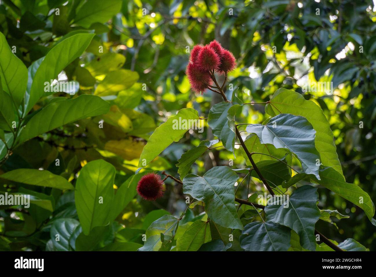 Rossetto di Zanzibar Foto Stock