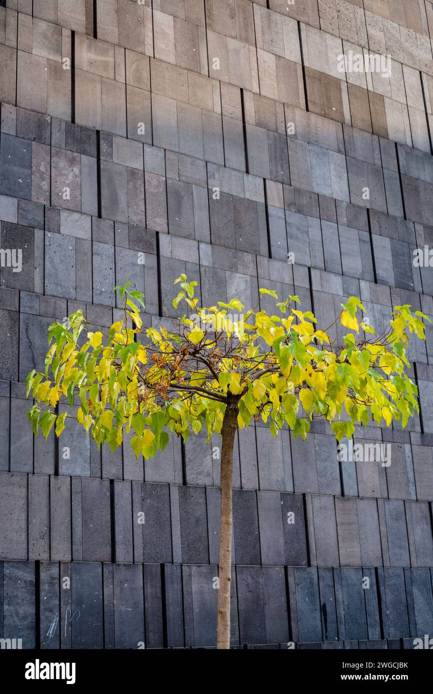 Albero di fronte ad un edificio moderno, Vienna, Austria Foto Stock