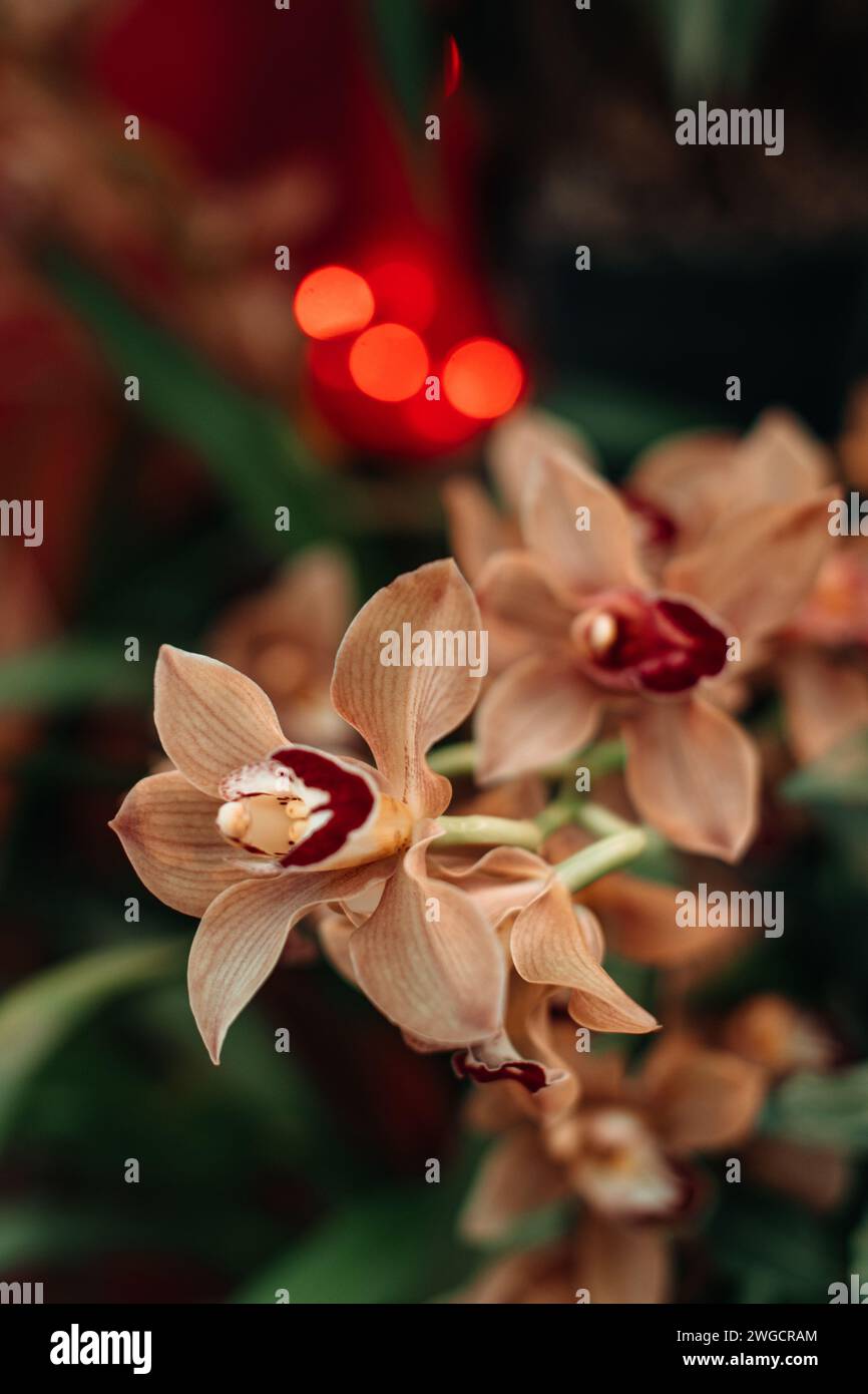 Orchidee selvatiche beige esotiche che crescono in natura, sfondo floreale naturale Foto Stock
