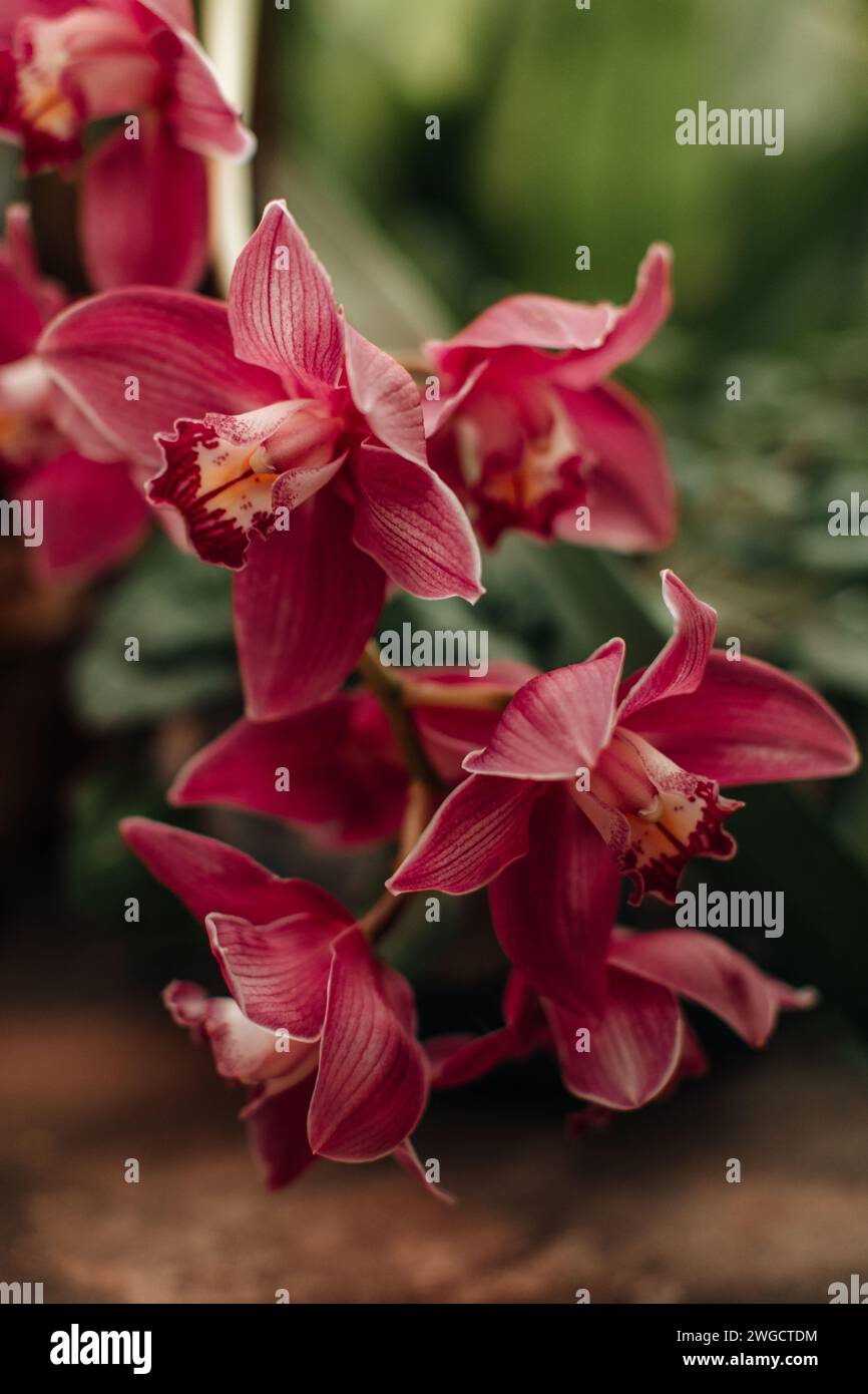 Orchidee selvatiche rosa brillante che crescono in natura, sfondo floreale naturale Foto Stock