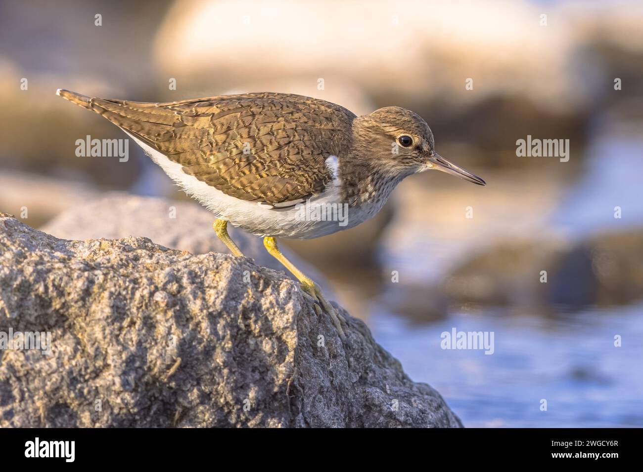 sandpiper comune (Actitis hypoleucos) in cerca di cibo durante la migrazione sull'isola di Lesbos. Scenario naturalistico della natura in Europa. Foto Stock