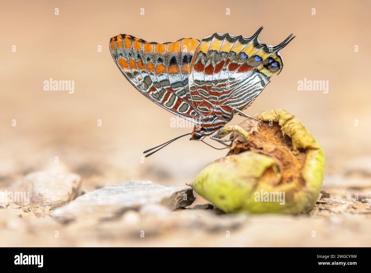 Pascià a due code (Charaxes jasius) bella farfalla su frutta marciante. Una delle farfalle più grandi d'Europa. Fauna selvatica scena della natura in Europa. Foto Stock