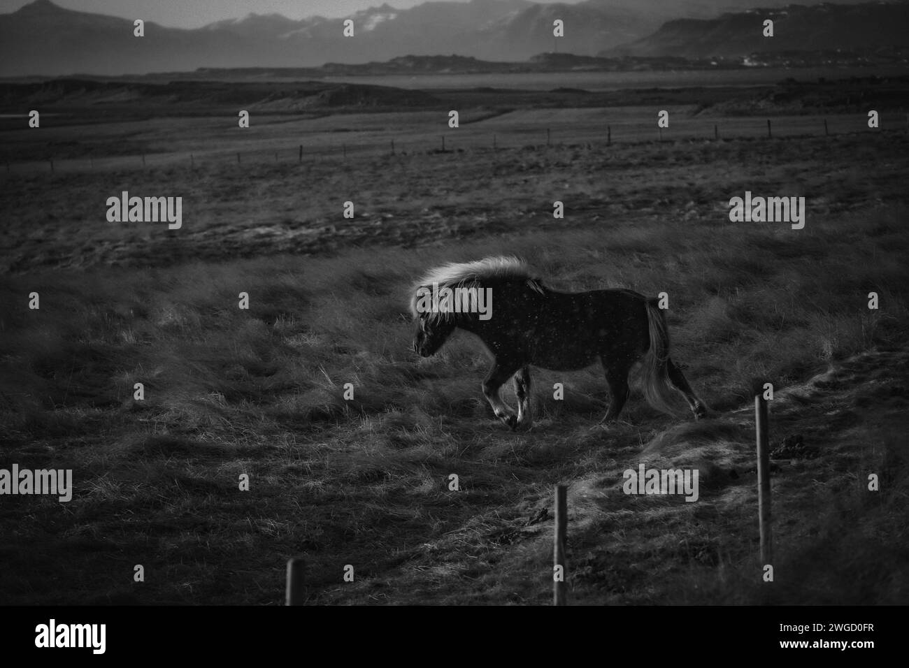 Una foto in bianco e nero del tipico cavallo islandese sulla terra di campagna nel sud dell'Islanda Foto Stock
