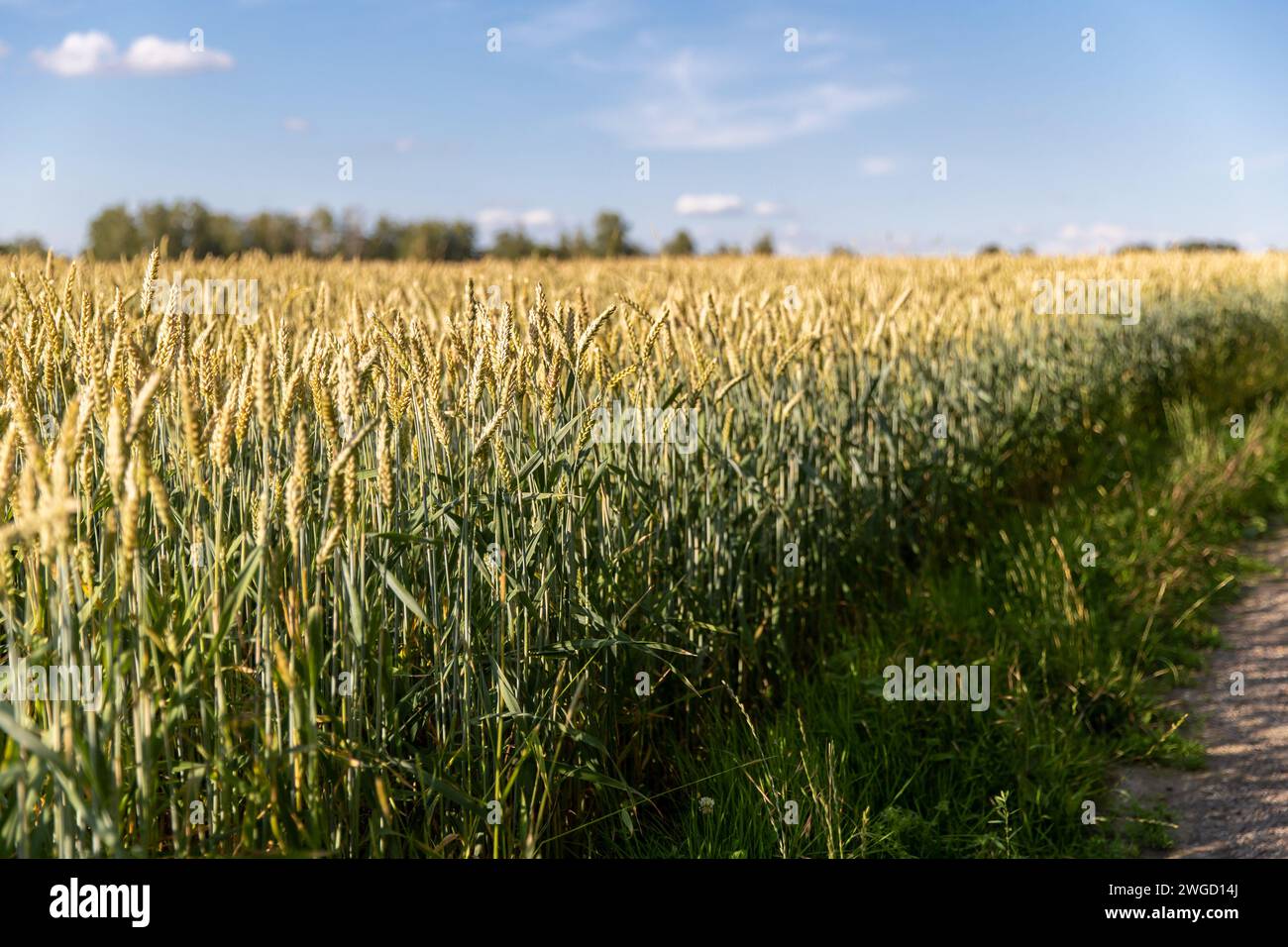 Weizenfeld im Sommer im Wachstum Foto Stock