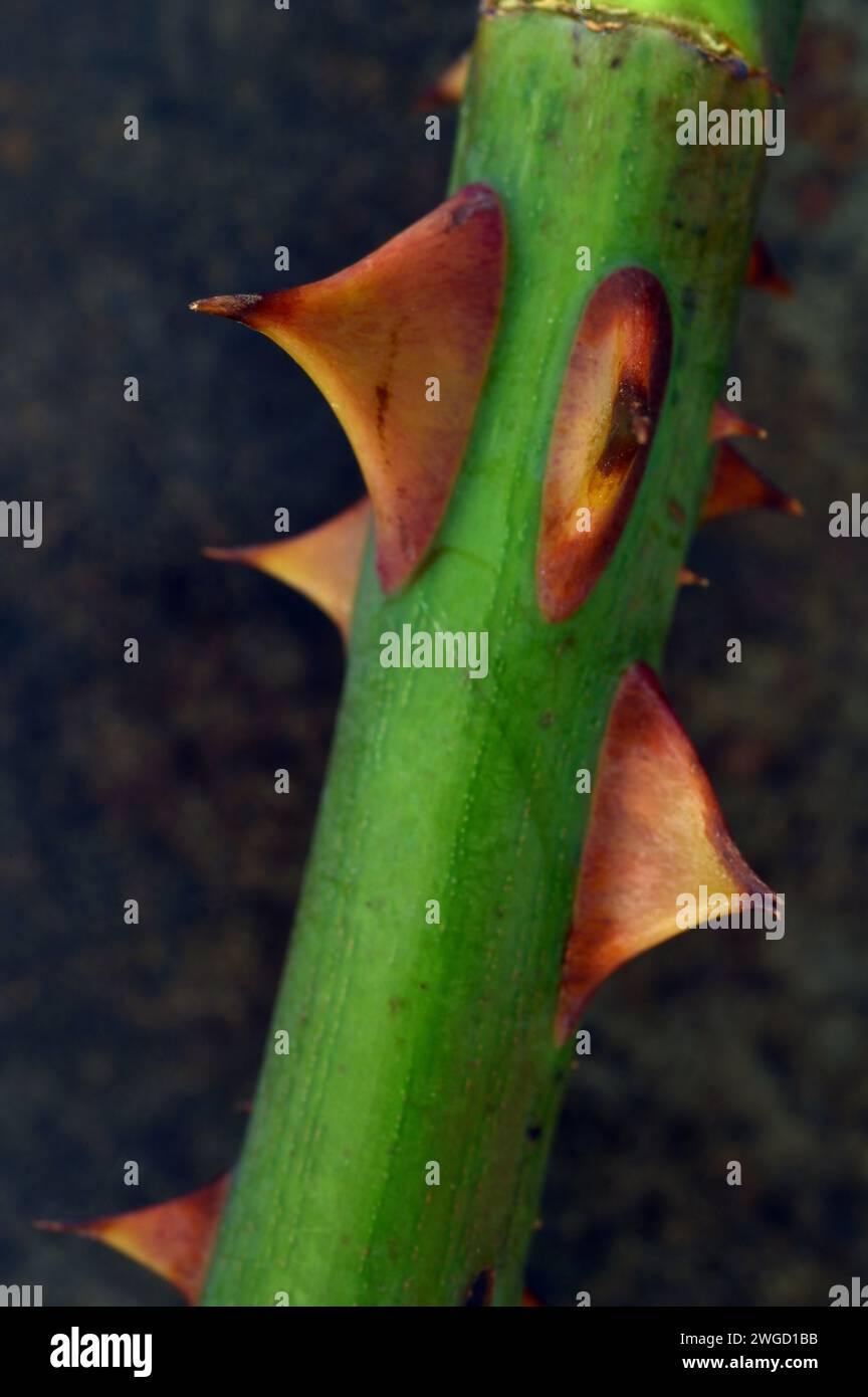 Dettaglio del gambo verde della Rosa con viziose spine arancioni marroni Foto Stock