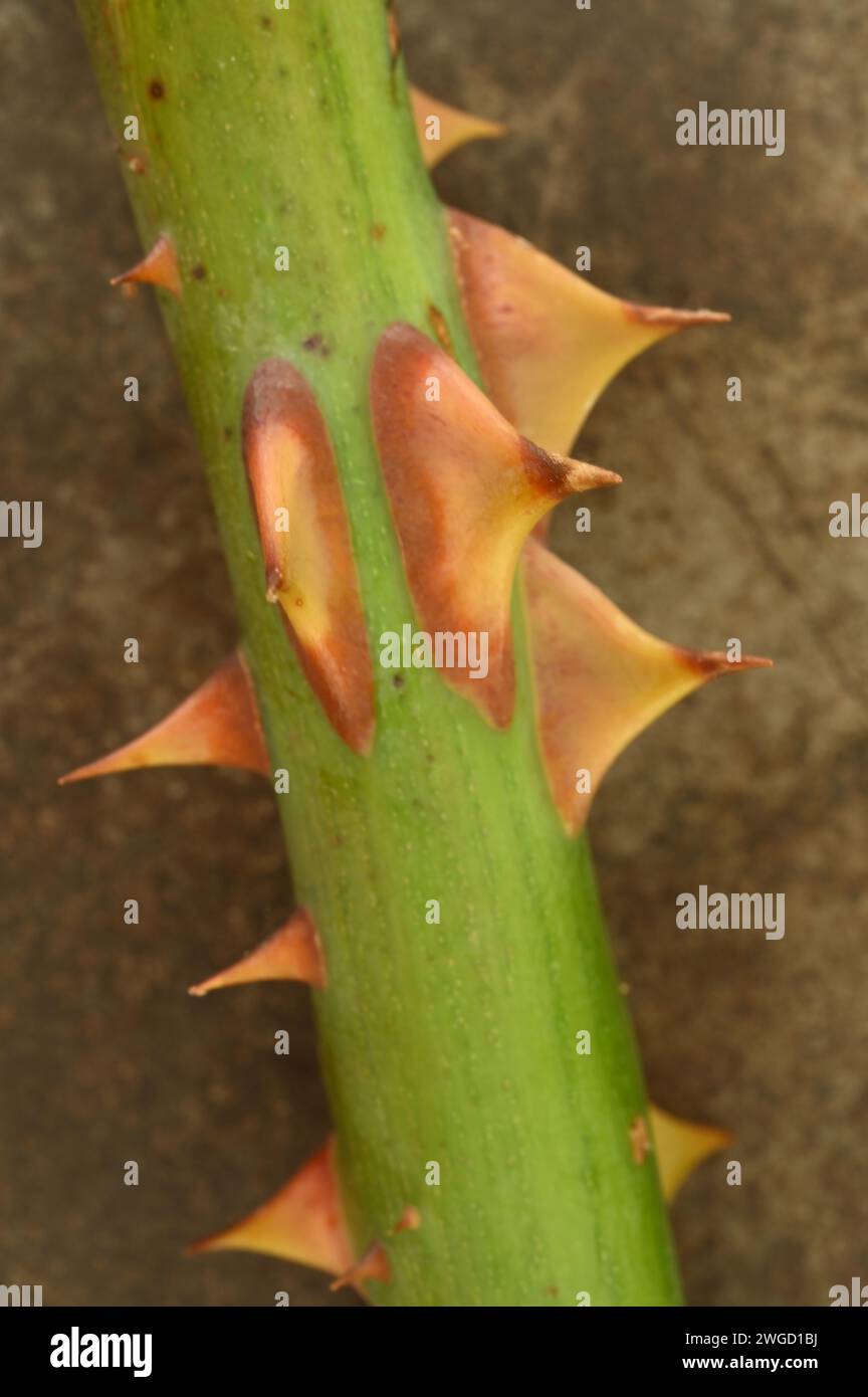Dettaglio del gambo verde della Rosa con viziose spine arancioni marroni Foto Stock