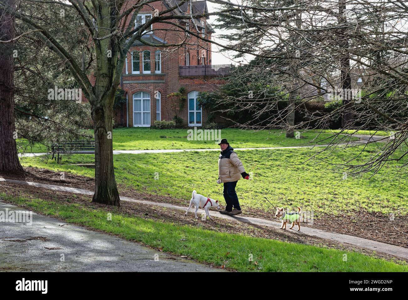Un uomo anziano che esercita due cani in un piccolo spazio verde a Walton sul Tamigi, Surrey, Inghilterra, Regno Unito Foto Stock