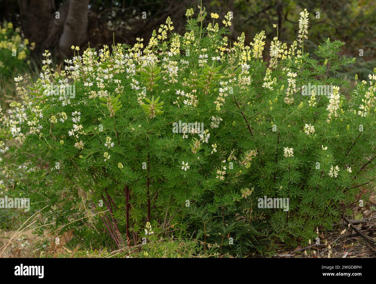 Lupino, Lupinus arboreus, in fiore, naturalizzato su dune di sabbia in Tasmania. Foto Stock