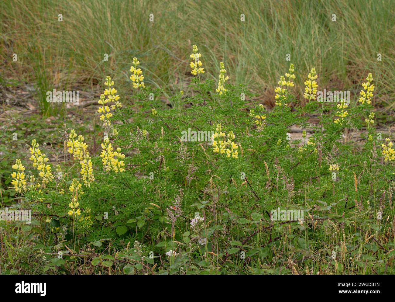 Lupino, Lupinus arboreus, in fiore, naturalizzato su dune di sabbia in Tasmania. Foto Stock