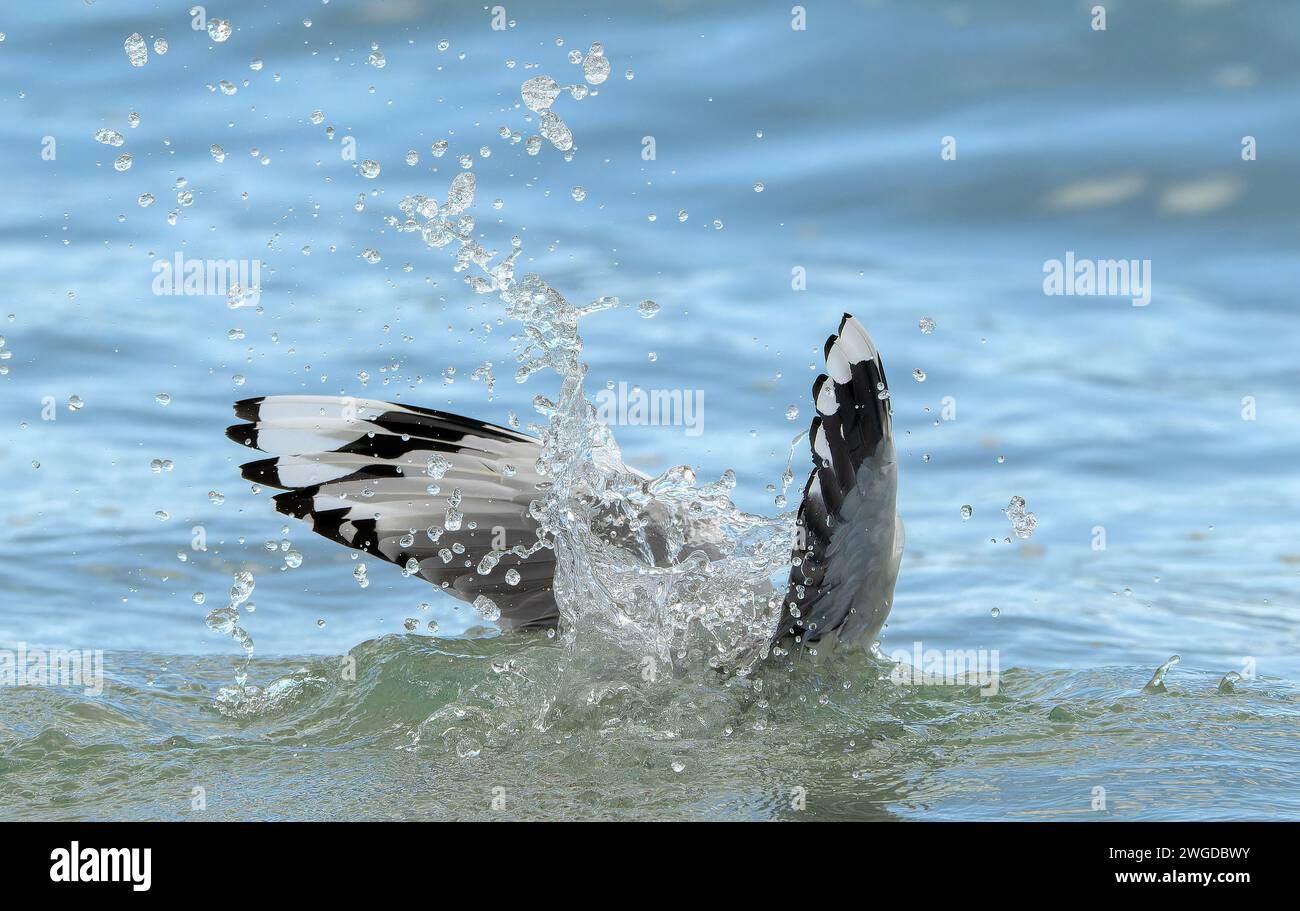 Gabbiano d'argento, Chroicocephalus novaehollandiae, in volo, immersioni per cibo lungo la linea di marea. Tasmania. Foto Stock