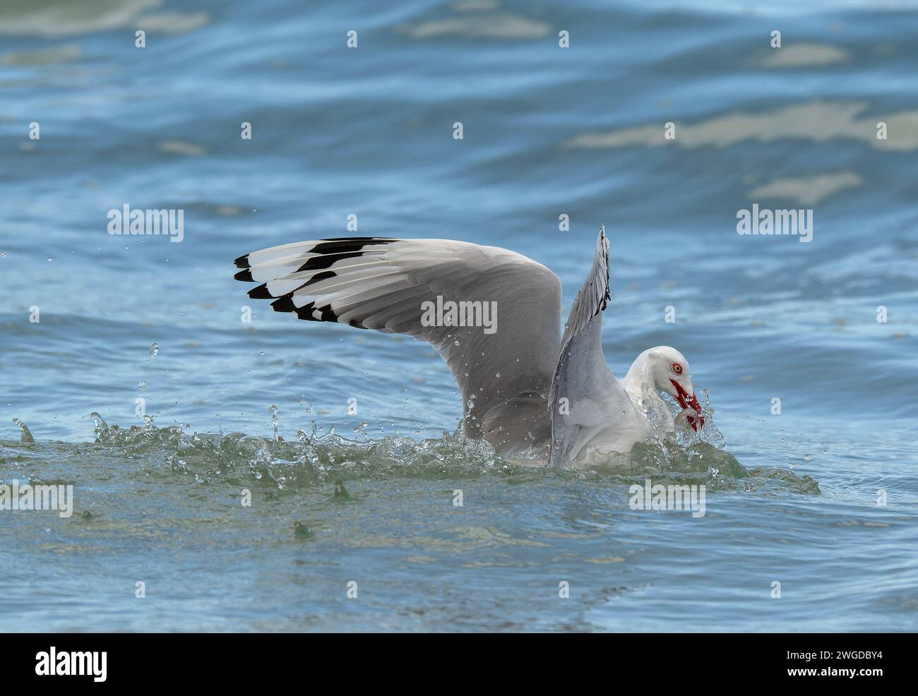 Gabbiano d'argento, Chroicocephalus novaehollandiae, in volo, immersioni per cibo lungo la linea di marea. Tasmania. Foto Stock