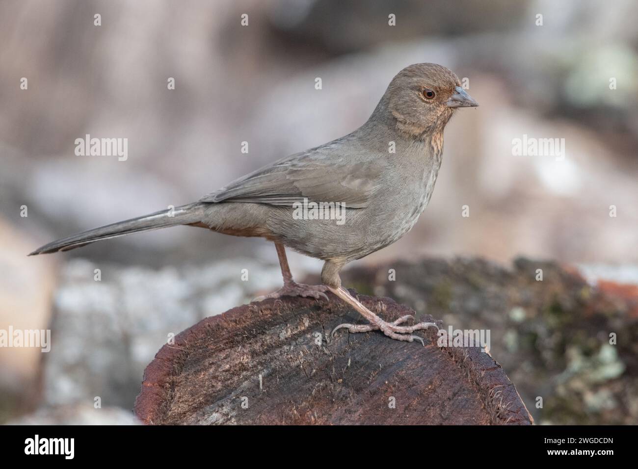 Un towhee californiano, Melozone crissalis, un uccello della contea di Monterey, CALIFORNIA, West Coast of USA, Nord America. Foto Stock