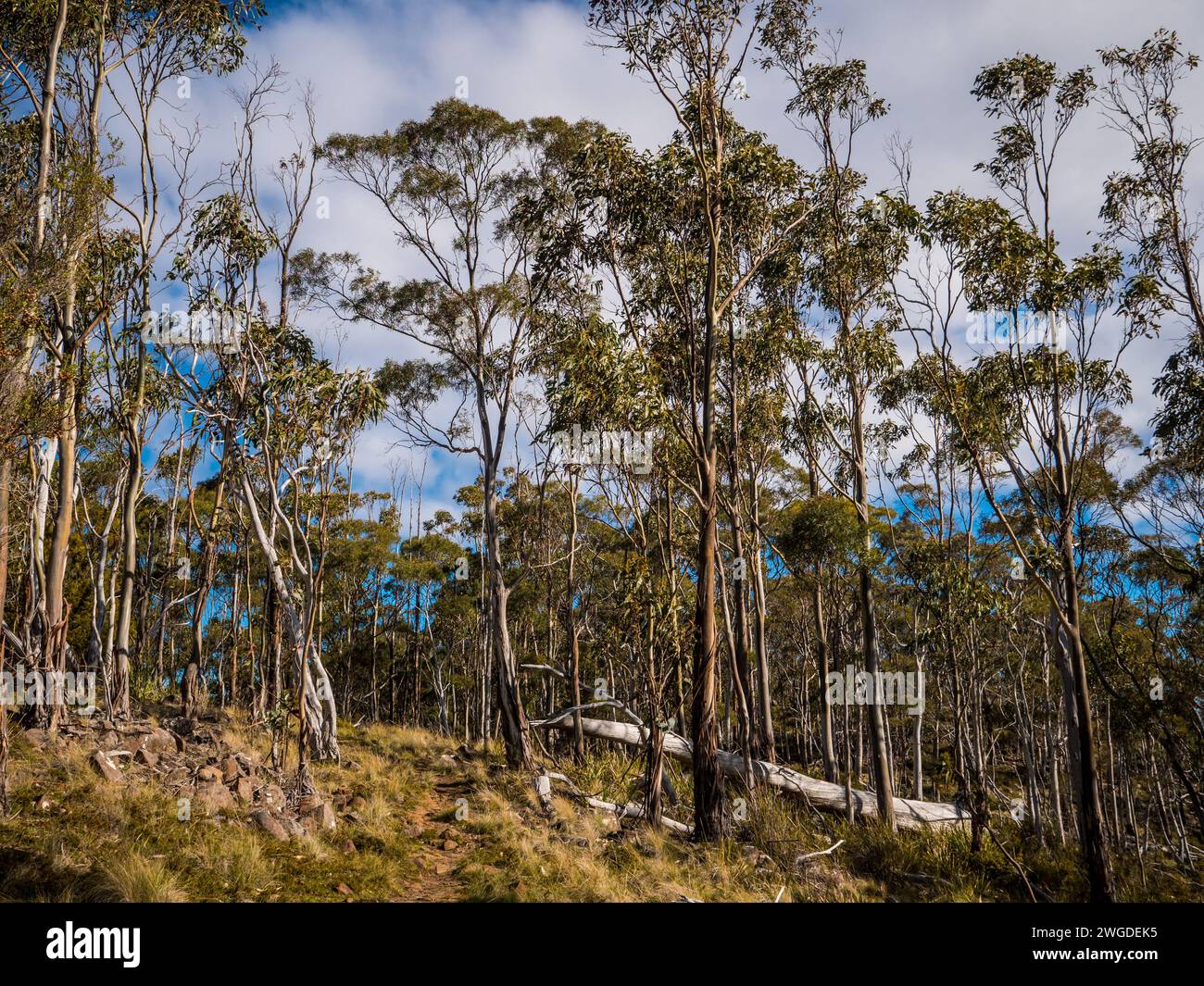 Bush Walk vicino a Cygnet, Tasmania Foto Stock