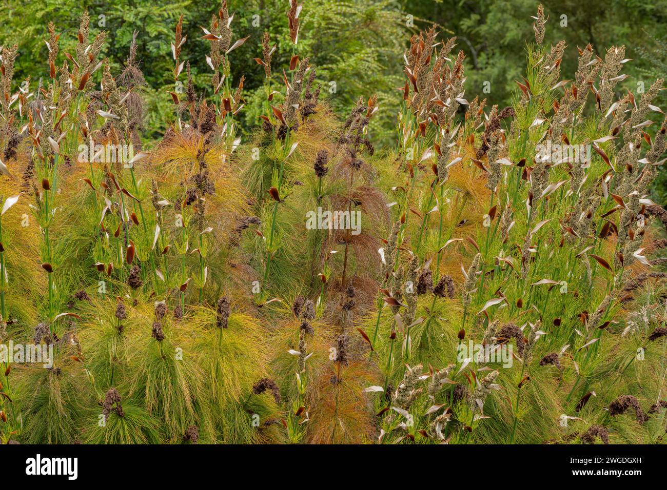 Piccolo Capo Rush, Elegia tectorum, un Restio sudafricano, spesso in giardini. Foto Stock