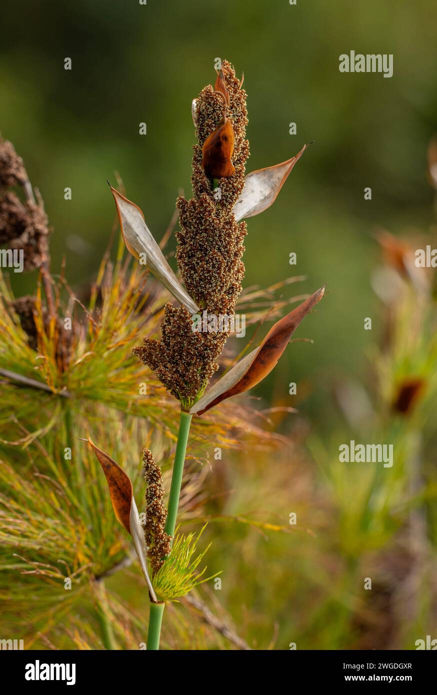 Piccolo Capo Rush, Elegia tectorum, un Restio sudafricano, spesso in giardini. Foto Stock